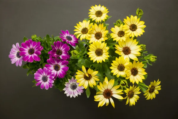 Madeliefjes bovenaan weergave — Stockfoto