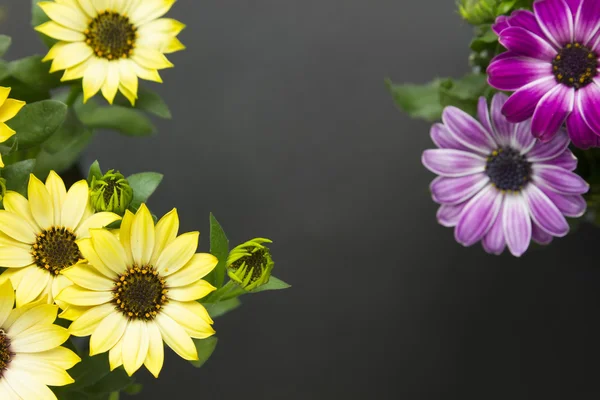 Madeliefjes bovenaan weergave — Stockfoto