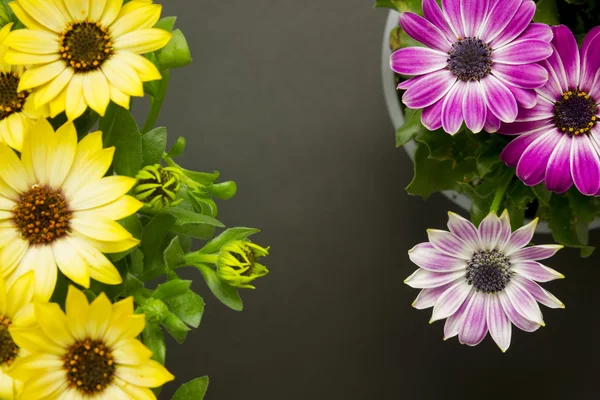 Marguerites vue de dessus — Photo