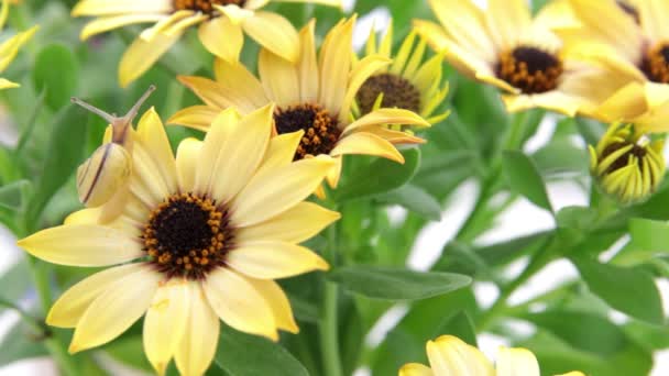 Caracol arrastrándose en flor — Vídeos de Stock