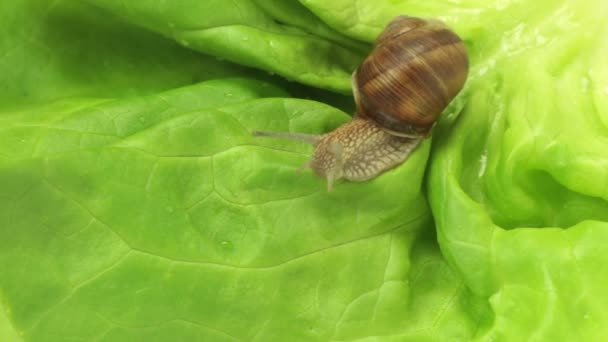 Escargot rampant rapidement sur la laitue — Video