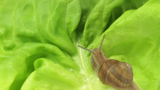 Caracol arrastrándose sobre lechuga — Vídeos de Stock