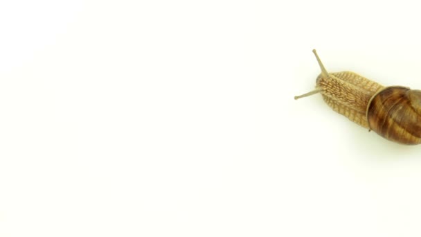 Snail fast crawling on white background — Stock Video