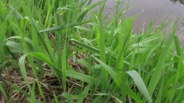 Herbe sur la rivière regardant 