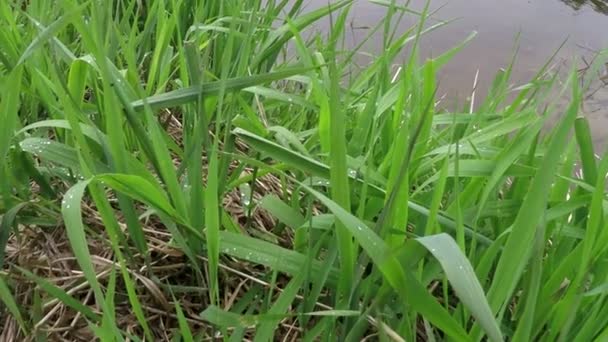 Herbe sur la rivière regardant — Video