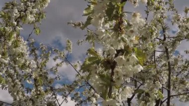 Çiçeği elma ağacı Rüzgar
