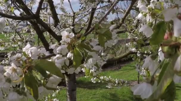 Blossom äppelträd i vinden — Stockvideo