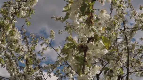 Blossom apple tree in wind — Stock Video