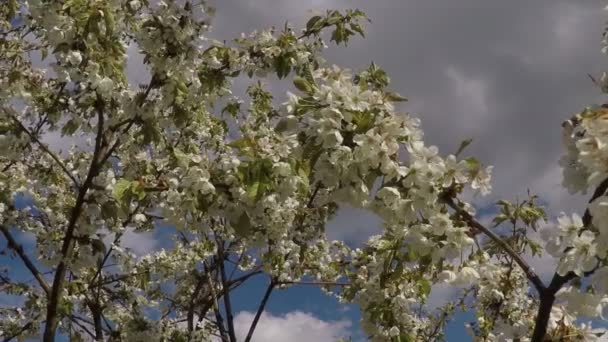 Blossom äppelträd i vinden — Stockvideo