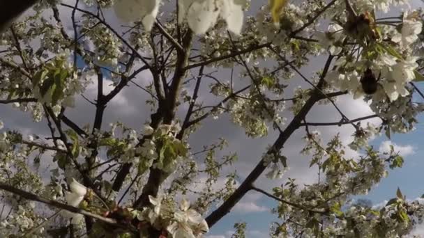 Blühender Apfelbaum mit Hummel — Stockvideo