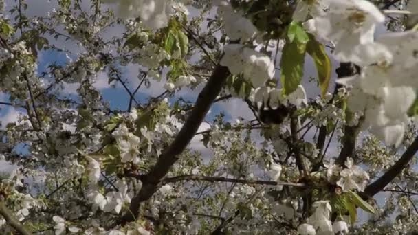 Цветущая яблоня с шмелем — стоковое видео