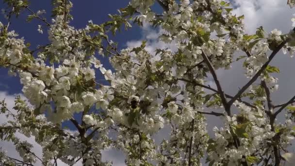 Blühender Apfelbaum mit Hummel — Stockvideo