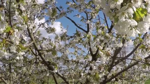 Цвіте яблуня у вітрі — стокове відео