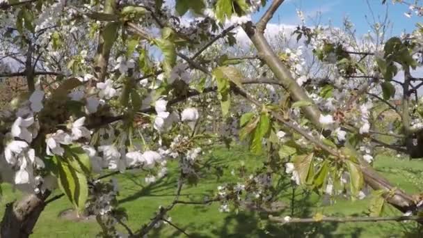 Blühender Apfelbaum im Wind — Stockvideo
