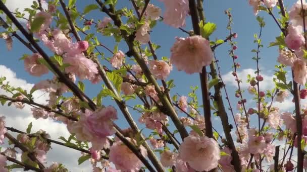 Blossom rosa körsbärsträd i vinden — Stockvideo