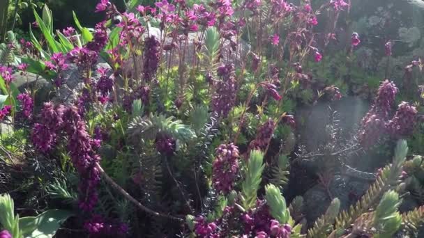 바람에 암석 정원 식물 — 비디오