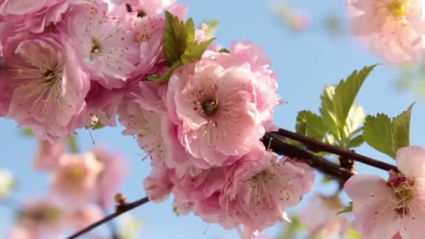 Flor de cereja rosa no vento — Vídeo de Stock