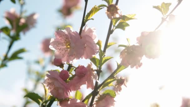 Pink cherry blossom in wind — Stock Video