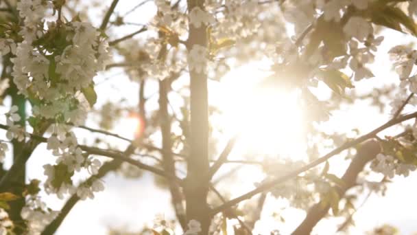 Pommier fleurir dans le vent — Video