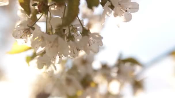 El manzano florece en el viento — Vídeo de stock