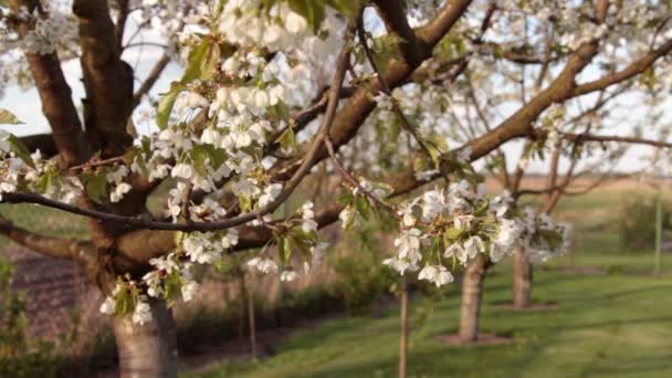 El manzano florece en el viento — Vídeo de stock