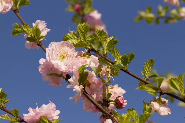 Fiore di ciliegio — Foto Stock