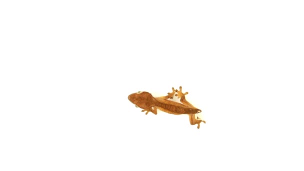 Top view of isolated gecko — Stock Video