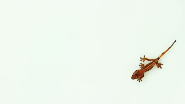 Коллекция вида сверху изолированного геккона — стоковое видео
