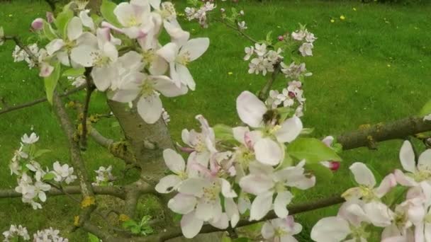 Цветущая яблоня с пчелой — стоковое видео