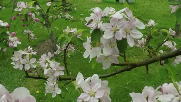 Blossom äppelträd med bee — Stockvideo