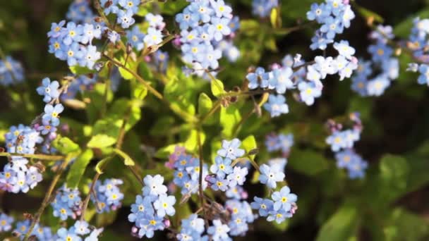 Forget-me-not bunch — Stock Video