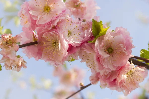 Cherry blossom — Stock Photo, Image