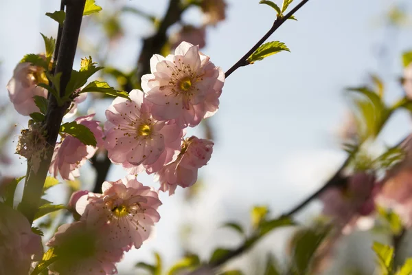 Fiore di ciliegio — Foto Stock