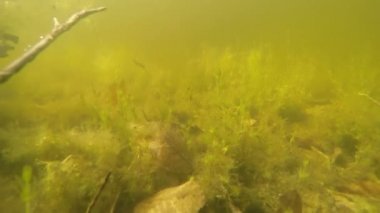 gölet sualtı dolly sahne