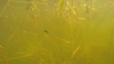 gölet sualtı dolly sahne