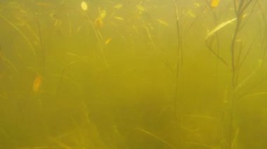 gölet sualtı dolly sahne