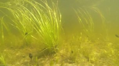 gölet sualtı dolly sahne