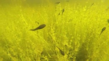 gölet sualtı dolly sahne