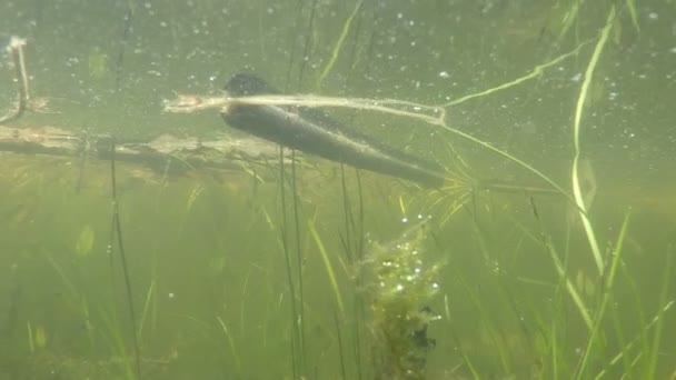 池塘里水下多莉场景 — 图库视频影像