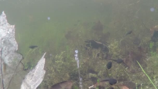 Lagoa cena boneca subaquática com rãs — Vídeo de Stock