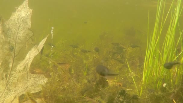 Pond underwater dolly scene — Stock Video