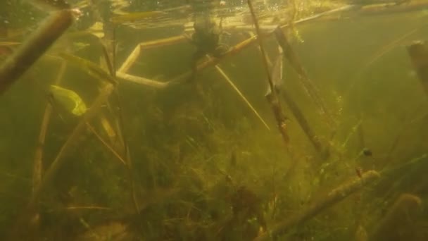 étang sous-marin dolly scène 