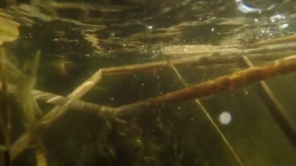 Teich unter Wasser Dolly Szene — Stockvideo