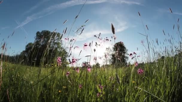 Pianta prato sotto il sole — Video Stock