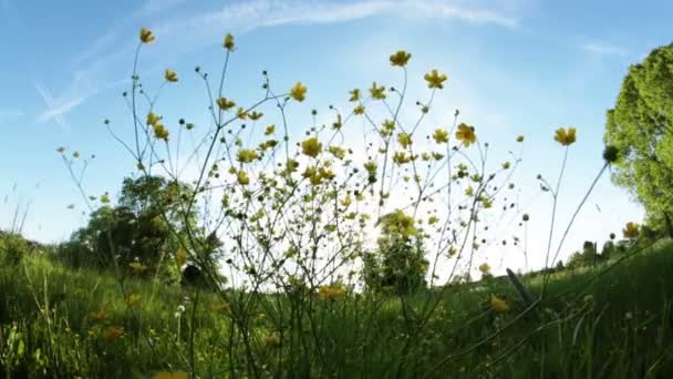 Rét növény napsütésben — Stock videók