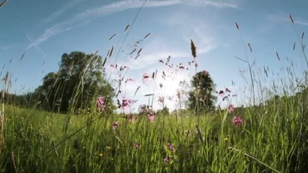 Ängen växt i solsken — Stockvideo