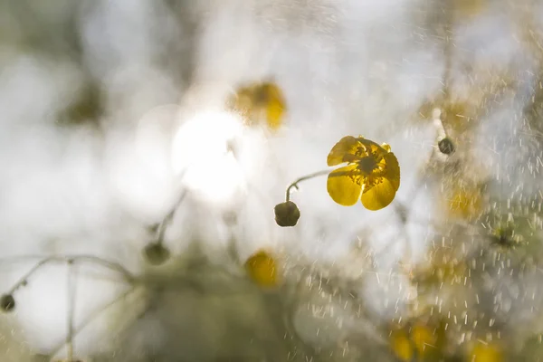 Papel de parede buttercups — Fotografia de Stock