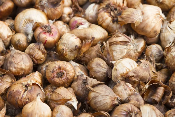 kılıç lily ampuller