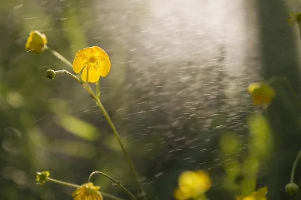 Boterbloemen behang — Stockfoto