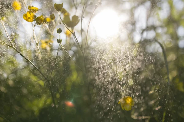 buttercups wallpaper